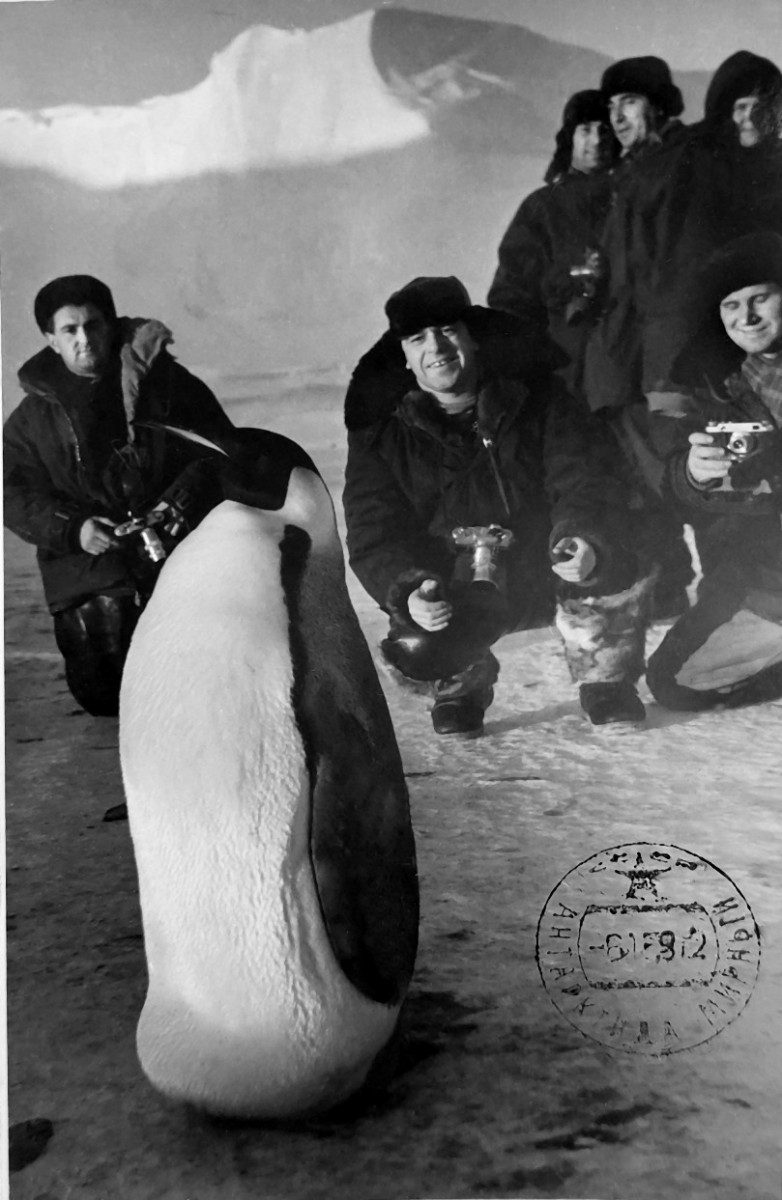 Фотосессия с императорским пингвином. Лето 1957 года. Стоит (второй справа) кинооператор Н. Шмаков.