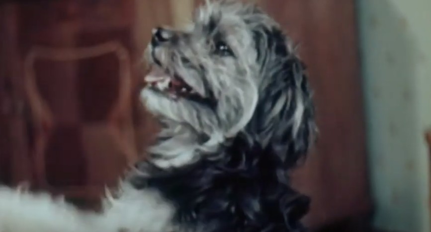  Цирковая собака Мурзик в роли Шарика.
