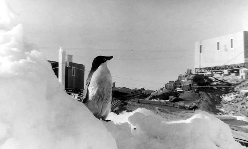 Экспонат #13. Пингвин Адели. пос. Мирный. 1957 год