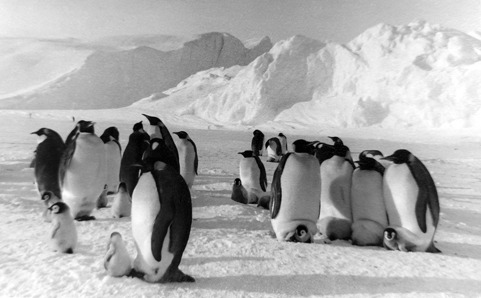 Экспонат #16. Колония пингвинов